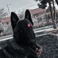 سگ مالینویز بلژیکی|سگ|مرودشت, نقش رستم|دیوار