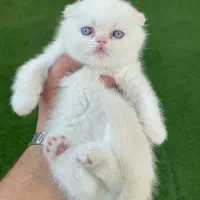 گربه بریتیش و اسکاتیش دبل فولد چشم آبی پرورش خونگی