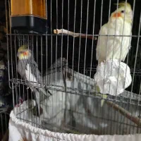 عروس هلندی نر و ماده