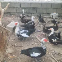 جوجه نر اردک روسی|حیوانات مزرعه|ایرانشهر, |دیوار