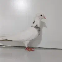 کفتر|پرنده|دهگلان, |دیوار