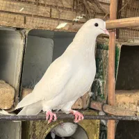 ماده سفید ۲۵۰ نرسرخ خال سیاه۲۵۰ شازده پیس۲۰۰|پرنده|اردکان, |دیوار