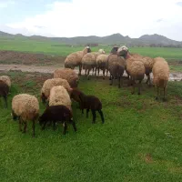 میش بره