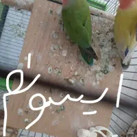 طوطی برزیلی عکسه سیل کن