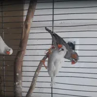 دو عدد فنچ جوان و مولد