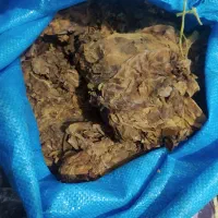 برگ زرد طلایی