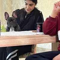 تربیت سگ و پانسیون اموزشی مایا