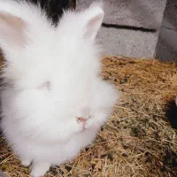 خرگوش کله شیری ( یا لئون هد)|موش و خرگوش|سنگر, |دیوار