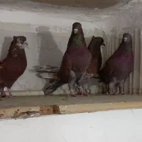 4 عدد نر سرخ پرشی