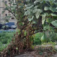 فروش زمین ده هزارمتری/بر آتشگاه/نبوی منش|فروش زمین و ملک کلنگی|اصفهان, نصرآباد|دیوار