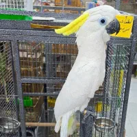 طوطی کاکادو|پرنده|اهواز, کوی جانبازان(دانش)|دیوار