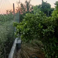 فروش باغچه ی ۲۵۰ متری|فروش دفتر صنعتی، کشاورزی، تجاری|کیاکلا, |دیوار