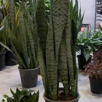 سانسوریا شمشیری سبز پُرغلاف پُر برگ|گل و گیاه طبیعی|قم, نیروگاه|دیوار