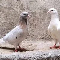 جوجه سرور جفت