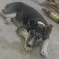 سگ ۵ ماهه واگذاری رایگان|سگ|محمدشهر, محمدشهر|دیوار