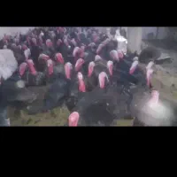 بوقلمون خرت ۲ساله