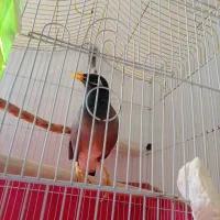 مرغ مینا سخنگو