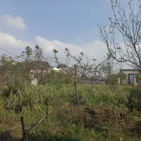 تعداد ۳۰۰ الی ۱۰۰۰ بوته سانسوریا یا کنف ابلق هلندی