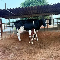 گاو هلشتایین ۳۰کیلو شیر با گوساله ماده سیمنتال