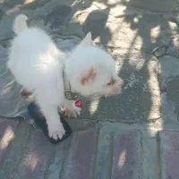 شناسنامه دار واکسن خورده معاوضه چیزی که بکارم بیاد