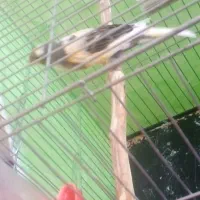قناری عروس کوتوله مرغ عشق فنچ سهره
