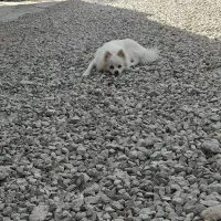 نروماده سگ|سگ|بندرعباس, |دیوار