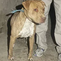 واگذاری سگ پیت بول