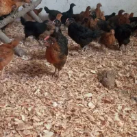 جوجه|حیوانات مزرعه|رستم‌آباد, |دیوار