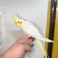 عروس هلندی و مینافوق دستی رنگ فوق زعفرونی سخنگو|پرنده|خمینیشهر, |دیوار