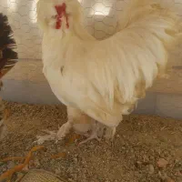خروس سلطان