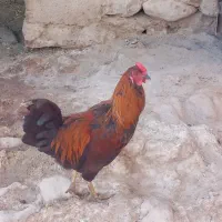 ۴عدد خروس جوان|حیوانات مزرعه|کارزان, |دیوار