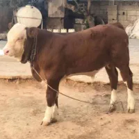 با چندین سال تجربه کاری وجیرهغذایی گوساله پروار|حیوانات مزرعه|یاسوج, |دیوار