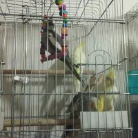 جوجه عروس های زیبا ۲ماهه|پرنده|خرمدره, |دیوار