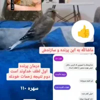سهره قناری گم شده