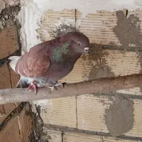 سلام کبوتر کاشونی