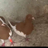 کبوتر پرشی رنگی دم سفید تهرانی|پرنده|آبیک, |دیوار