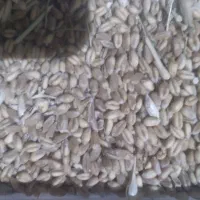 گندم ۵۰۰ کیلو برای فروش