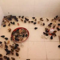 جوجه یک هفته ای
