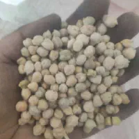 نخود فلافلی امسالی