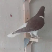 فروش ۳ تا کفتر شهری سرخ چپ و راست و خوشرنگ|پرنده|شیراز, کوزه گری|دیوار