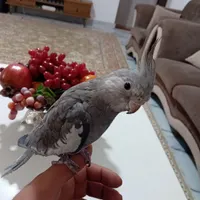 بخاطر گرفتن مرغ مینا|پرنده|رشت, استقامت 2|دیوار
