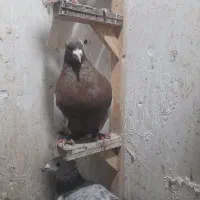 کبوتر رنگی غریب|پرنده|گرگان, |دیوار