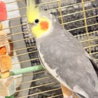 عروس هلندی نر سخنگو همراه با قفس و وسایل|پرنده|فردیس, منظریه|دیوار