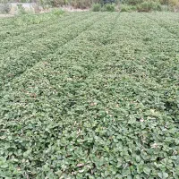 نهال توت فرنگی کاماروس