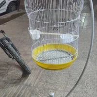 قفس ایستاده با پایه قشنگ عروس هلندی و...
