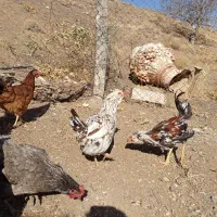 تعدادی مرغ بومی جوان|حیوانات مزرعه|دلیجان, |دیوار