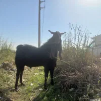 یک راس نربز پاکستانی|حیوانات مزرعه|خاوران, |دیوار