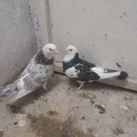 کفترهماسرور