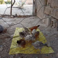 فروش جوجه محلی|حیوانات مزرعه|چرام, |دیوار