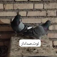 کفترپرشی ساعتی بلندگیر|پرنده|حمیدیه, |دیوار